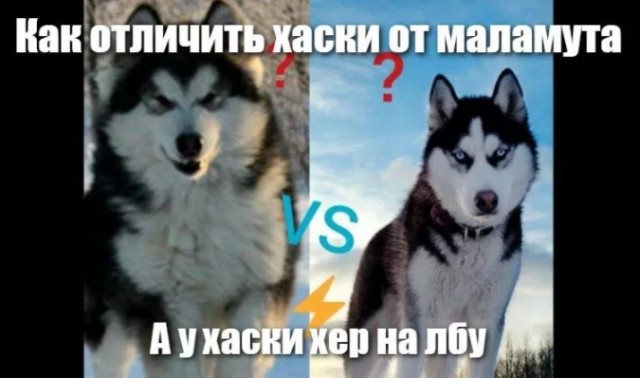 Породы собак, которые так похожи друг на друга
