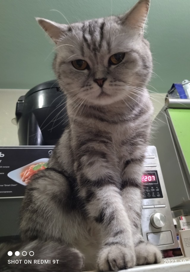 Котовторнику быть
