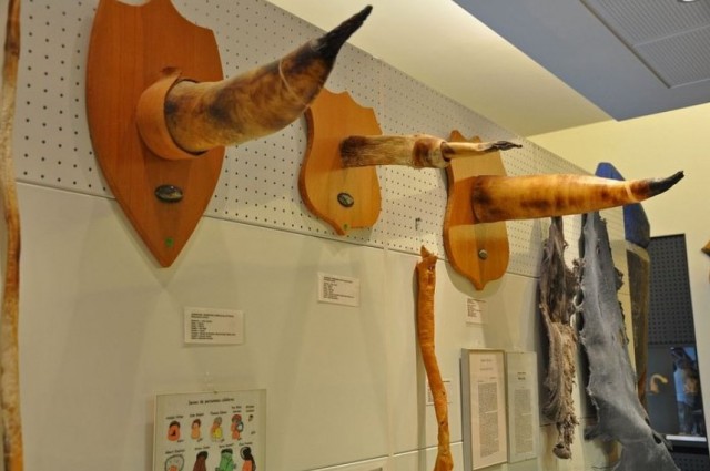 20 самых странных музеев мира. 18+