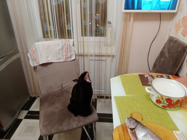 Процесс зевания котичка поэтапно: