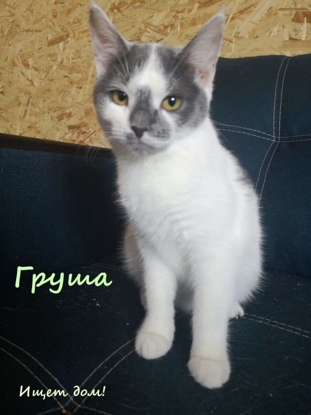 Жизнь домашнего приюта "Котоленд" 323