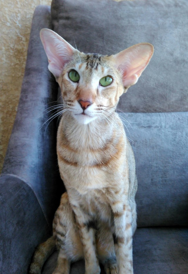 Котовторниковское