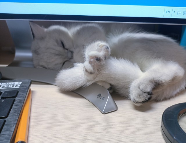 А что это мы котовторник не начинаем? Время пришло!