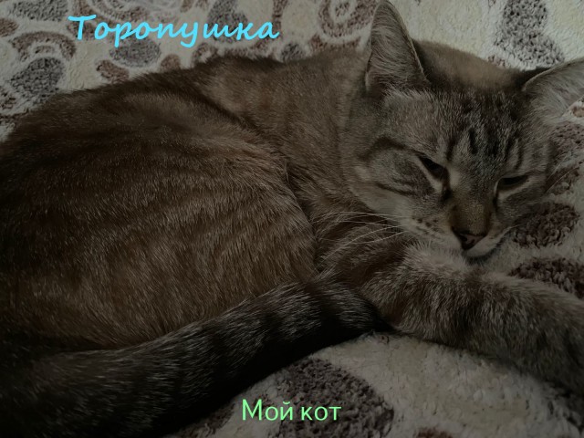 Жизнь домашнего приюта "Котоленд" 327