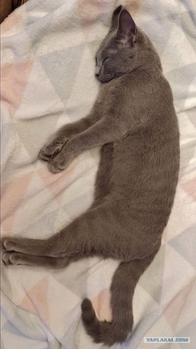 Начну котовторник чуть раньше!