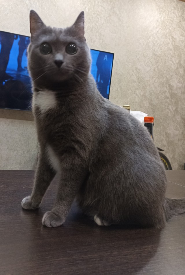 Коты, куда уж без них