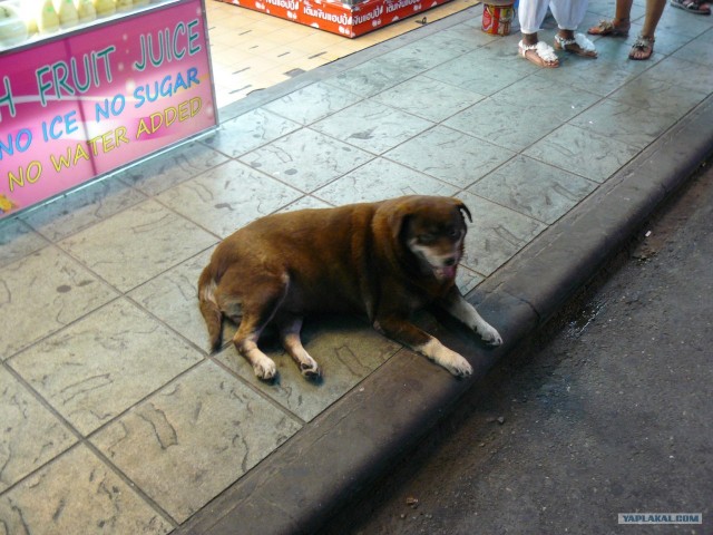 Немного Тая