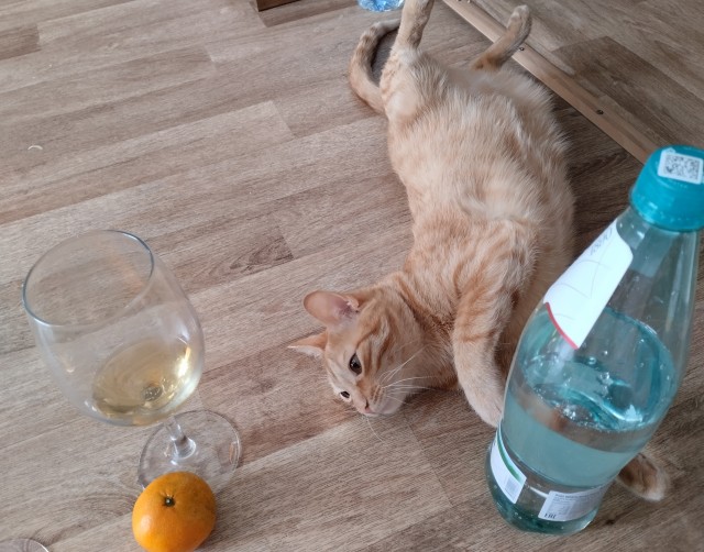С годом кота граждане Яповцы