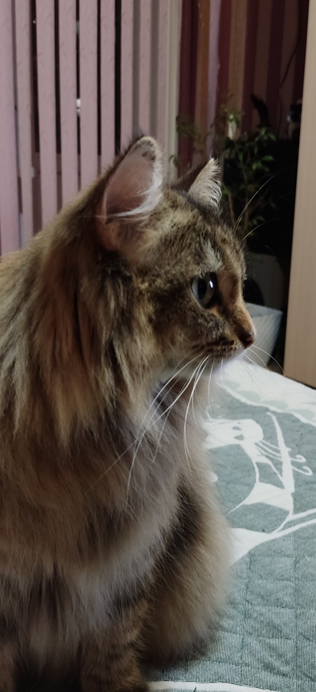 Даёшь котов в этот вторник!