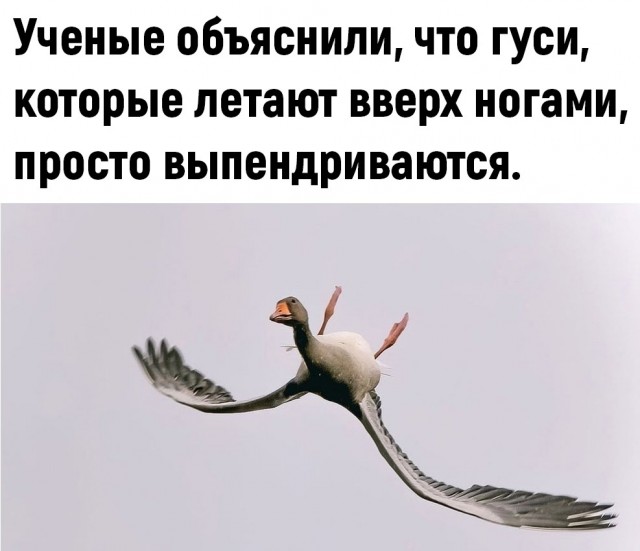 Горный гусь: Он покоряет Эверест дважды год. И чтобы выжить на высоте 8000 метров, его тело потерпело фундаментальные изменения