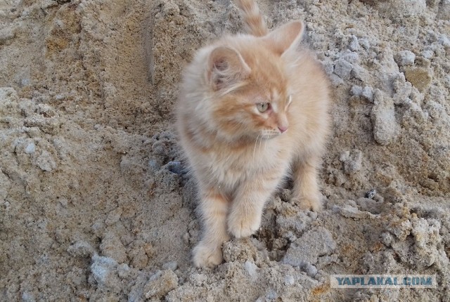 Ржавая кошка: Убийца с ладошку. Вдвое меньше обычного кота, но настоящие берсерки в плане охоты