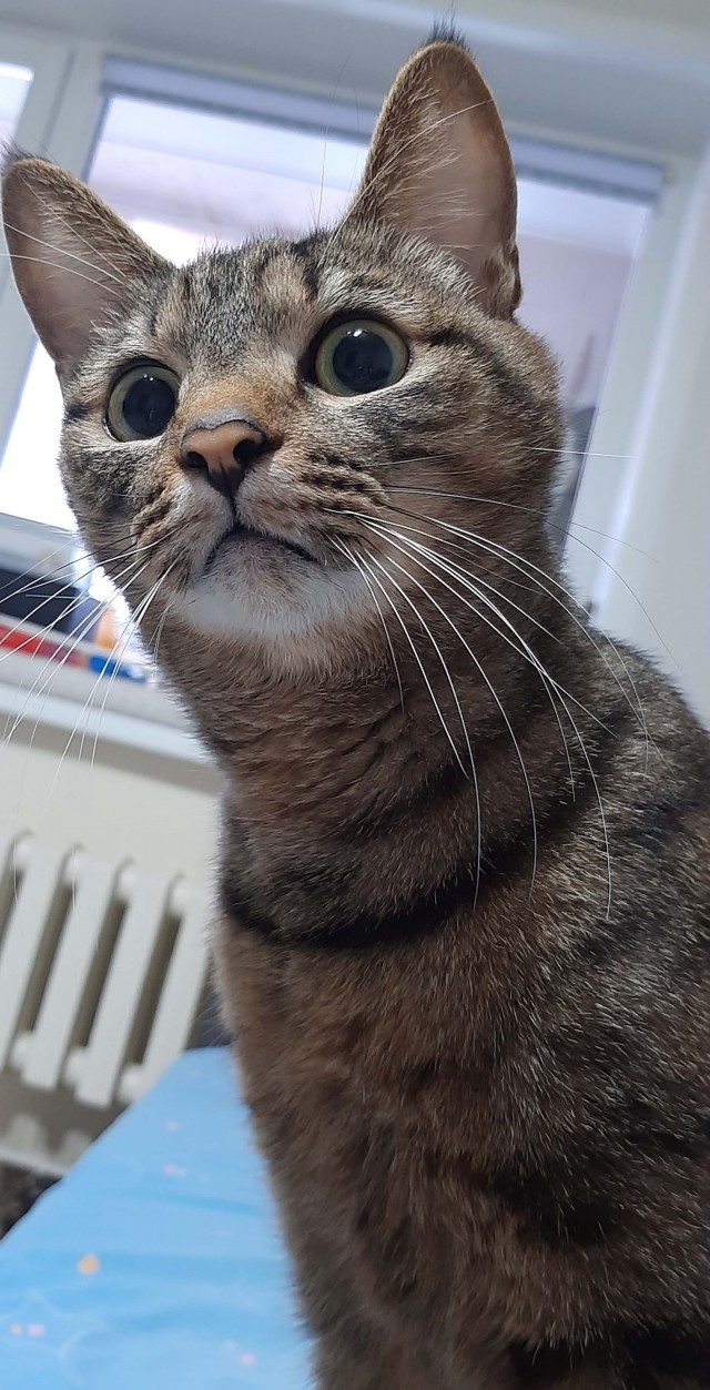 Котовторнику посвящается!