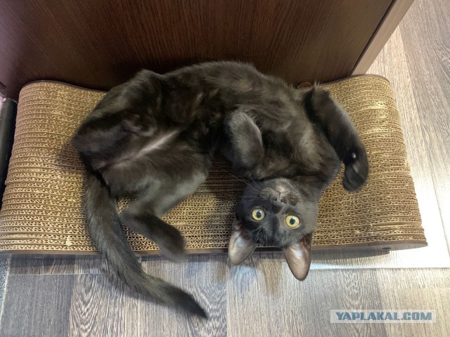 Котовторник