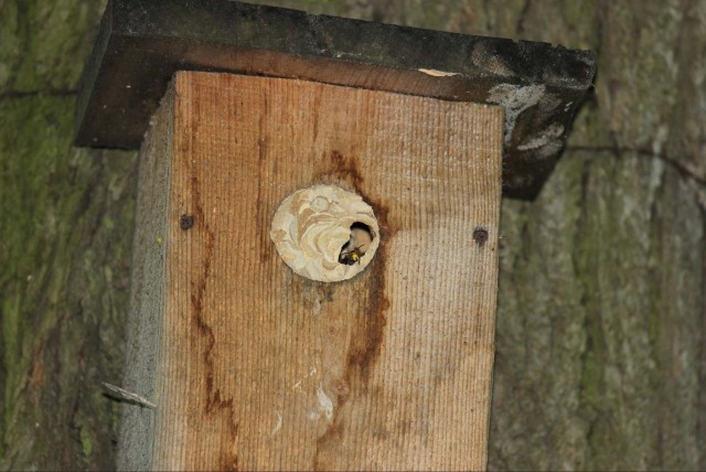 Шершень в скворечнике