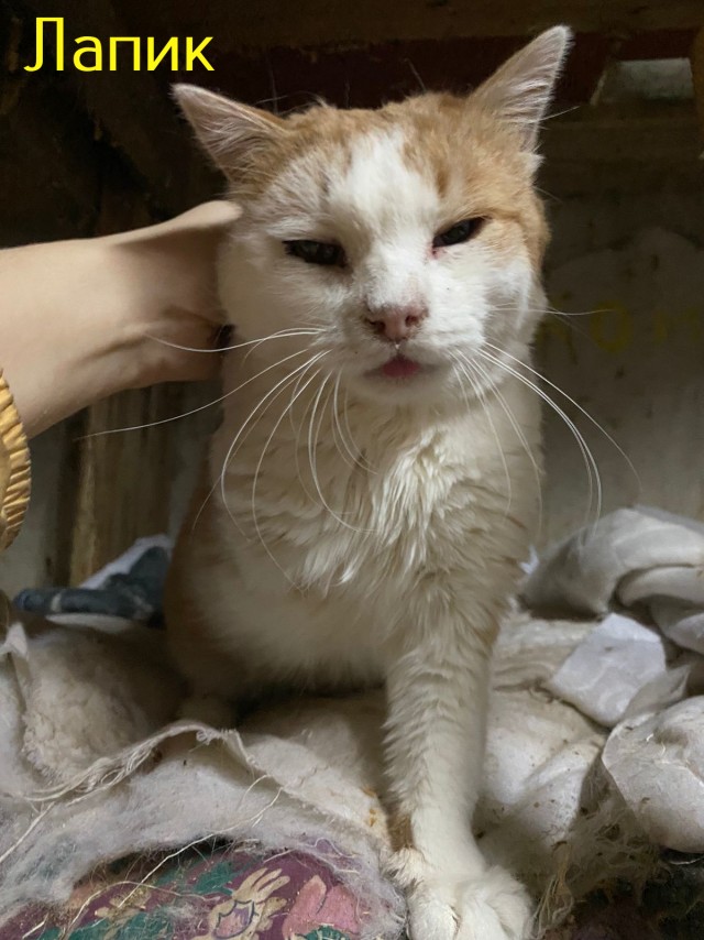 Жизнь домашнего приюта "Котоленд" 430
