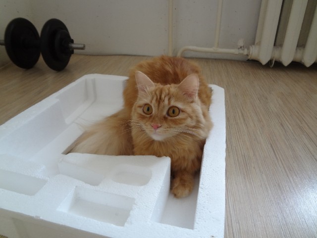 Котовторник 21.05.2013