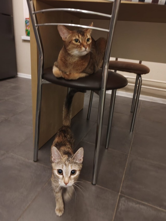 Котовторник!