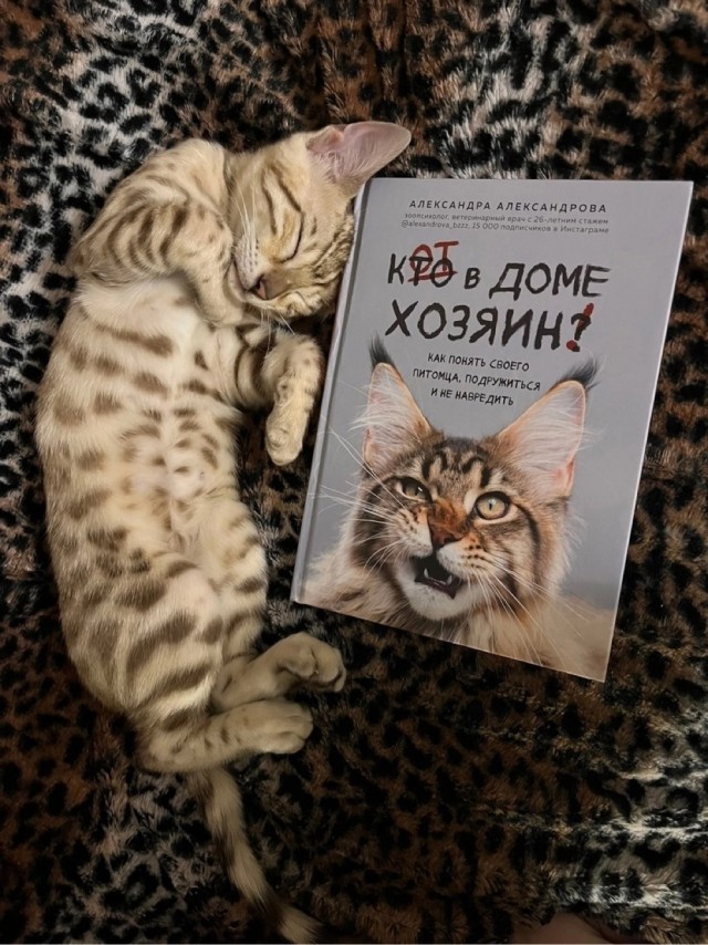 Никакие картинки и тексты