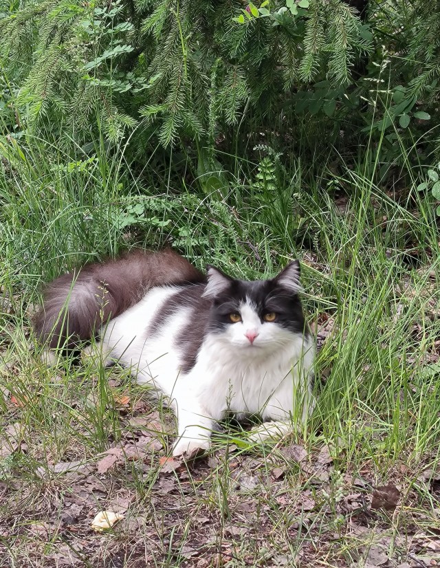 С Котовторником!