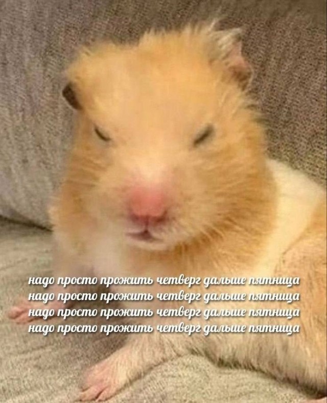 Нуштош 19.09.2024