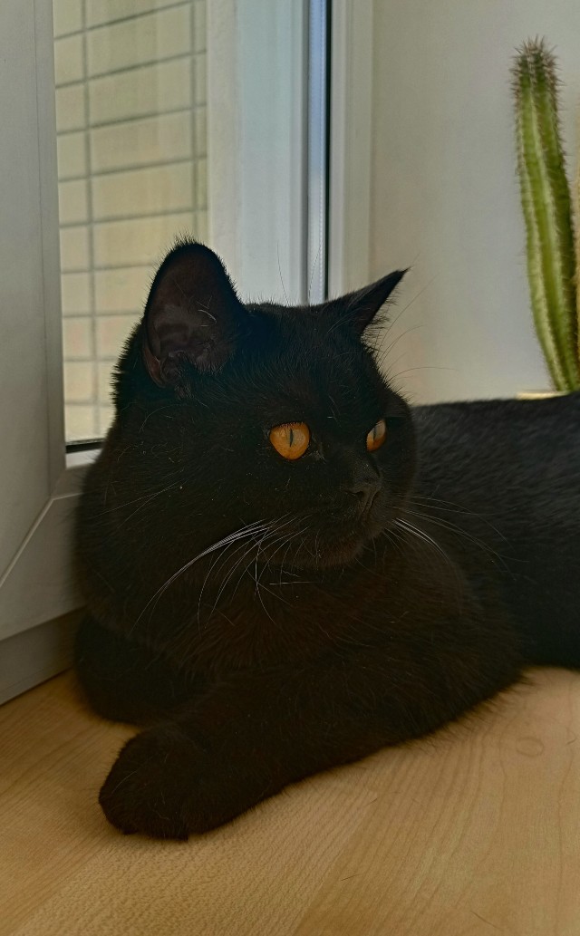 Совпало с котовторником.
