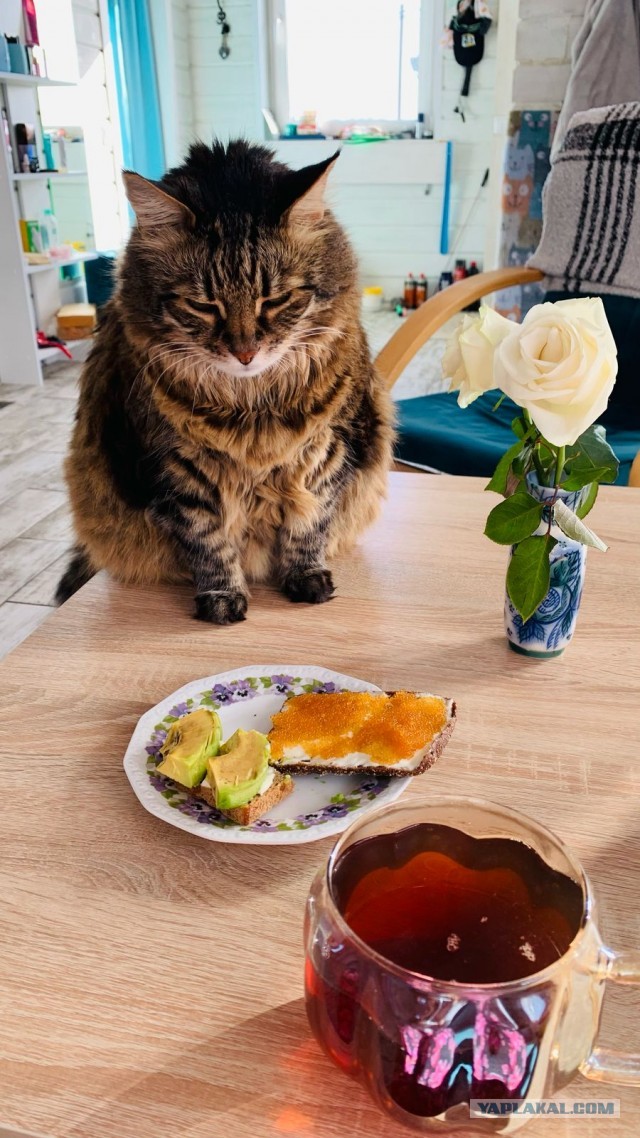 Спящий кот
