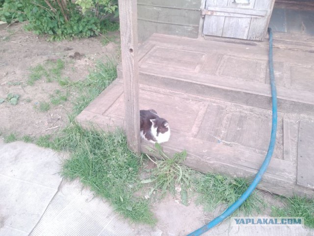 Жизнь домашнего приюта для котеек 545