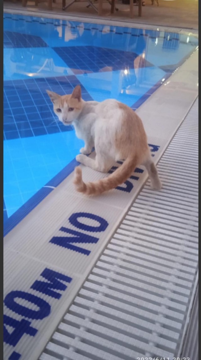 Турецкий кот.