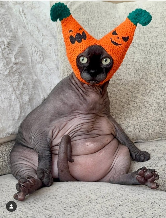 Кошатники, готовы к хелуину?