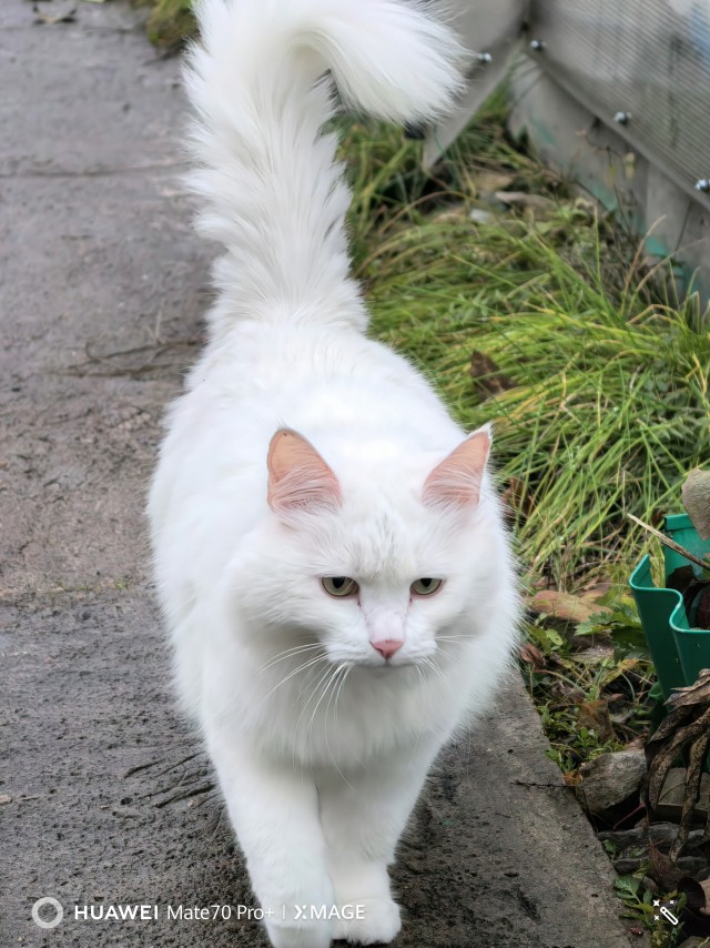 Немного Пуха