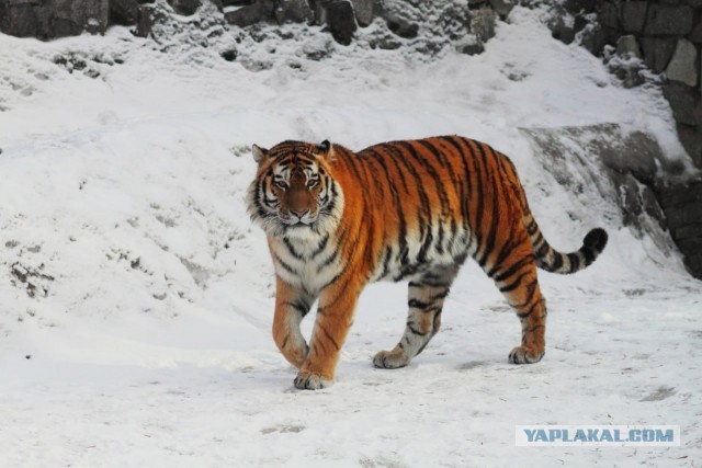 Продолжаем котовторник.