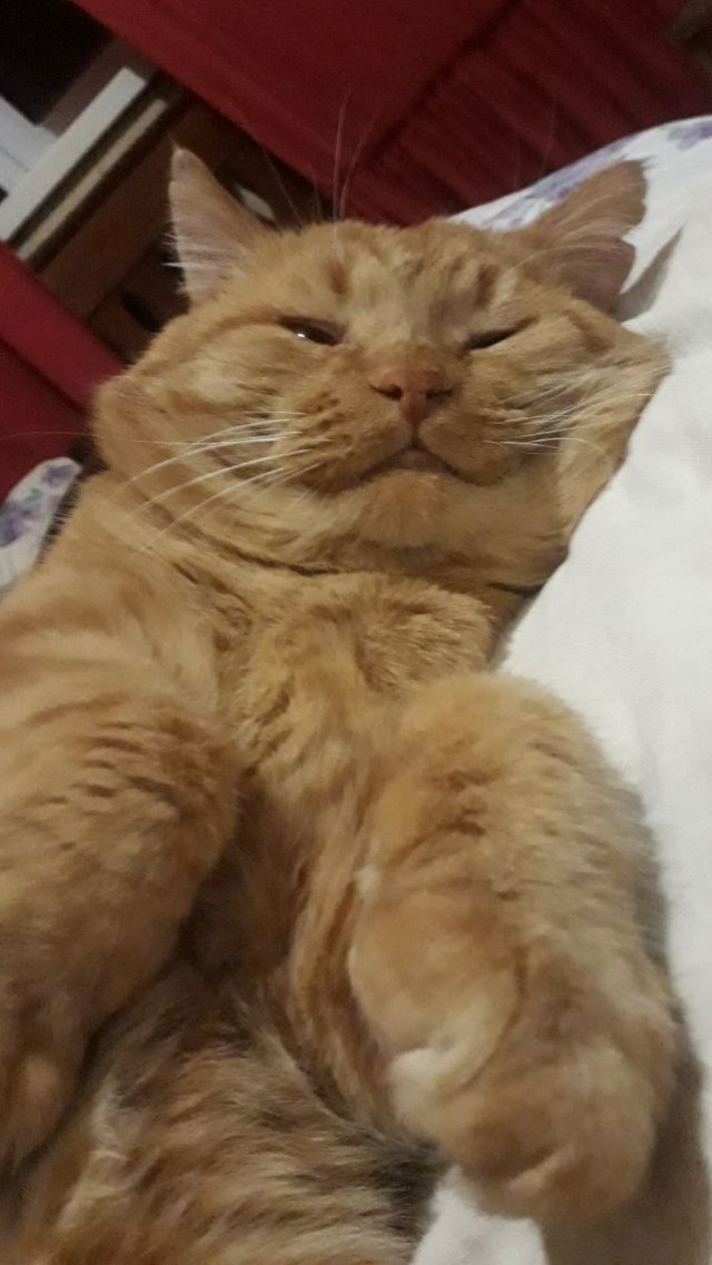 Кот пропал