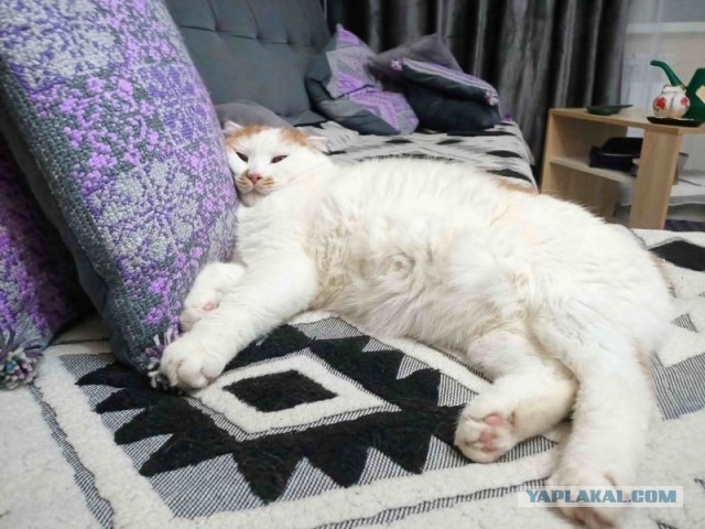 Снова наши коты