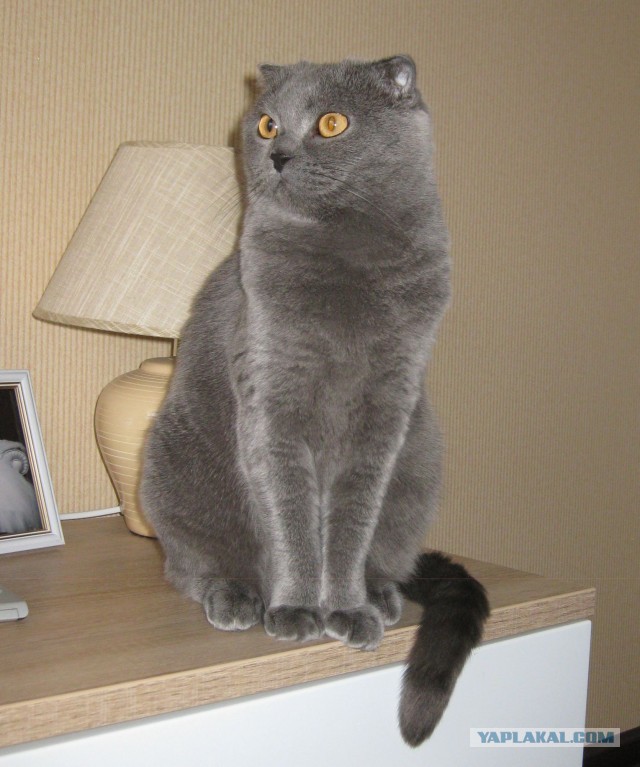 Котовторник 23.07.2013