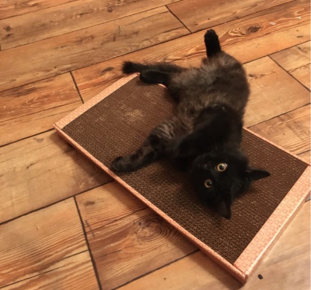 Котовторник сегодня