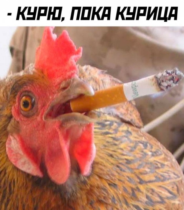 Картинки для деградации 243 (разной степени свежести)