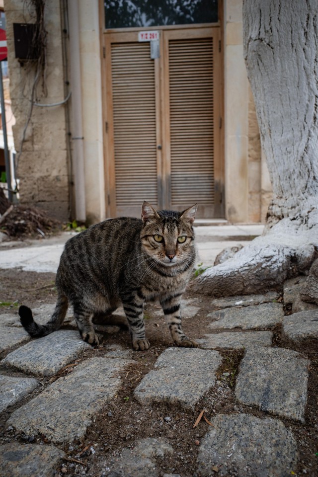 Уличные кошки острова Крит