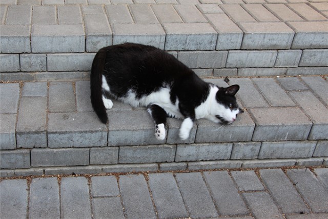 Котейка, который не знает как лежат котейки