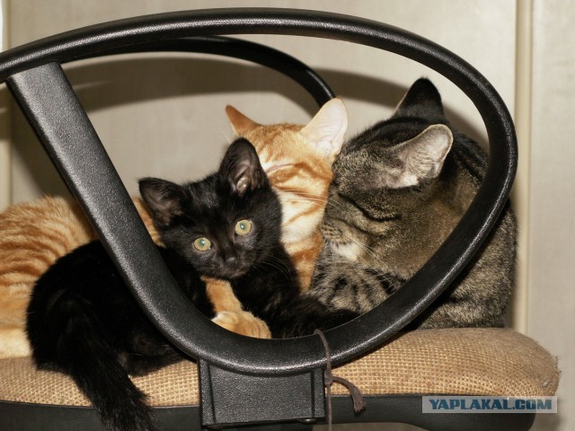 Котовторник 12.11.2013