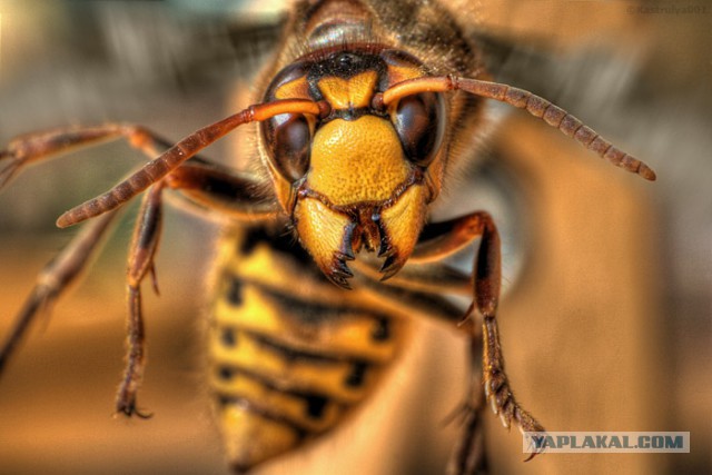 Вернулся как-то хозяин дома после долгого