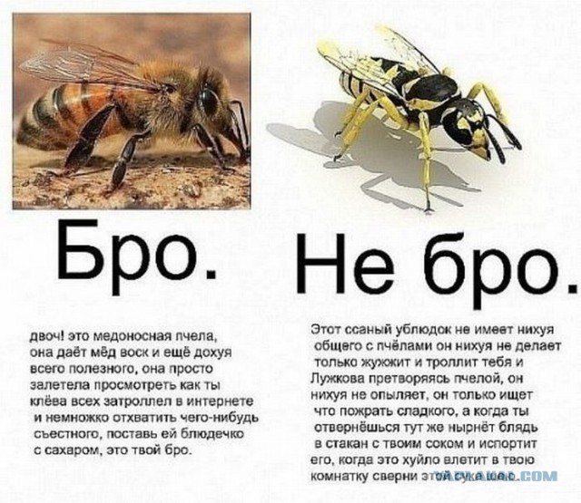 Пчела или Оса?