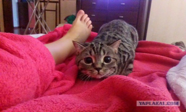 Котовторник 22.07.14