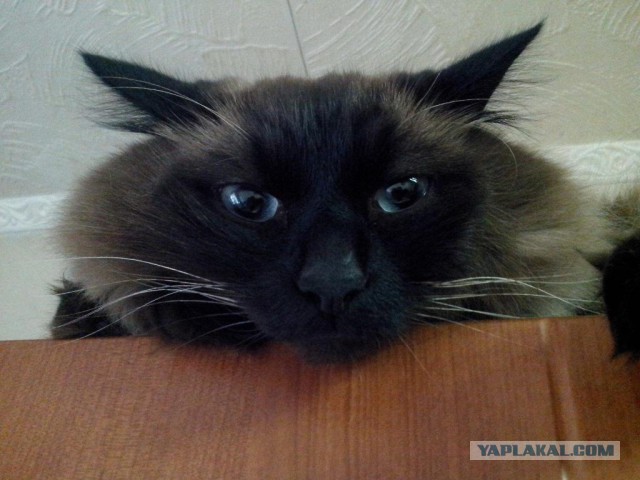 Котовторник 09.09.2014