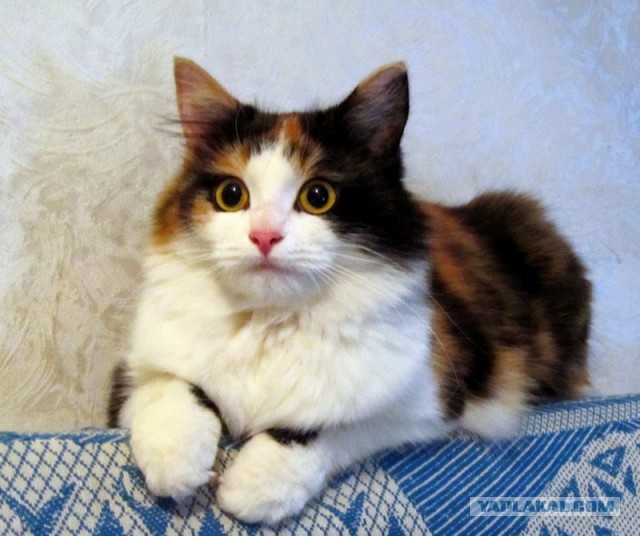 Котовторник 16.09.14