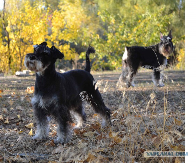 21 повод быть благодарным собаке