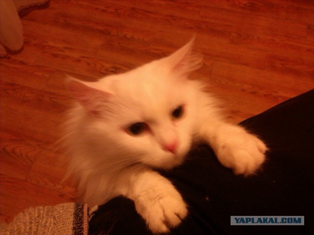 Котовторник 2.12.14