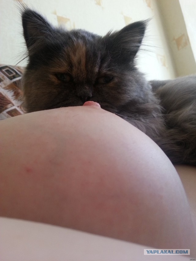 Котовторник 16.06.2015., Котовторник наступил!