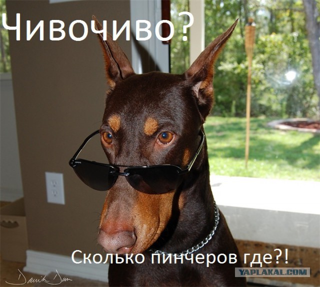 Сколько пинчеров на базе? Ответ неправильный!