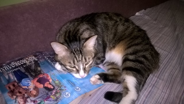 Котовторник 15.03