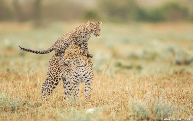 Леопардик Поли